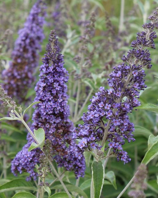 Shrubs