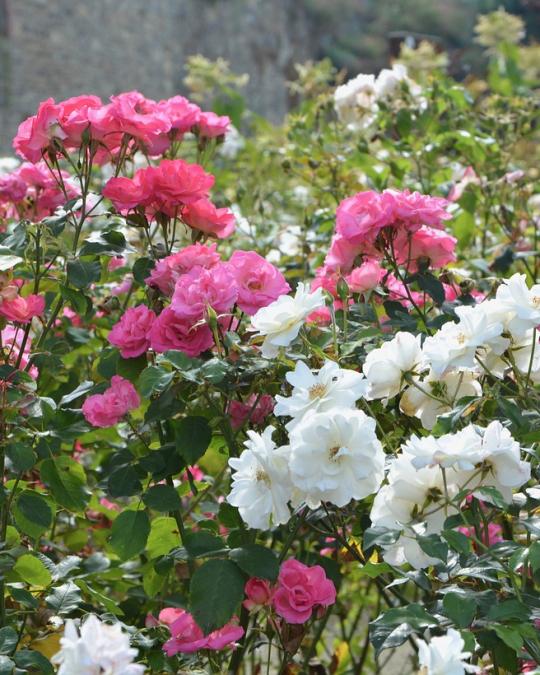 Roses