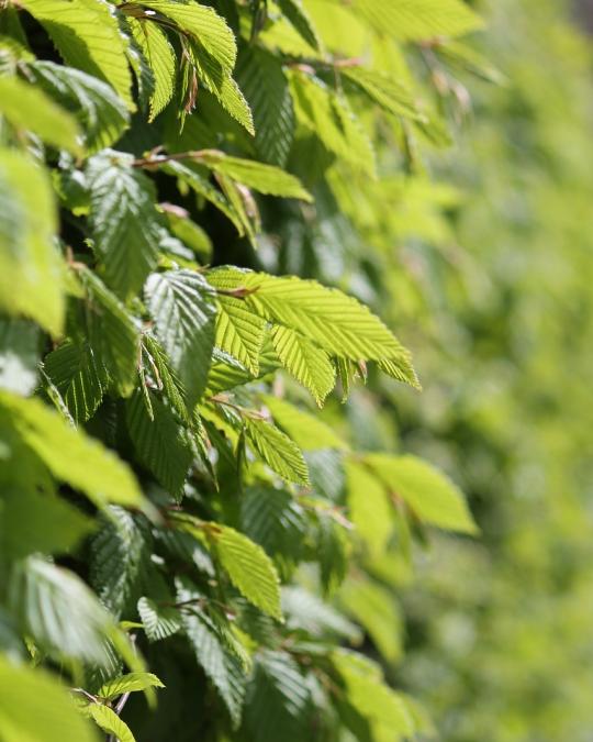 Hedging