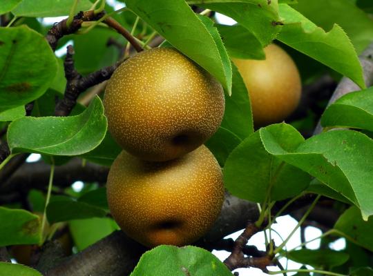 Pear pyrifolia Hosui