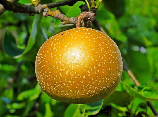 Pear pyrifolia Kousi