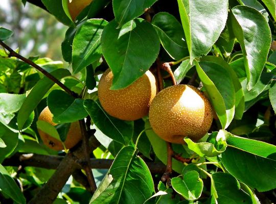 Pear pyrifolia Niitaka