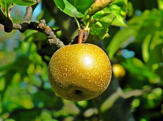 Pear pyrifolia Tama