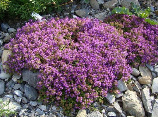 Thymus Purple Beauty (Coccineus Group)