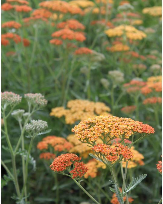 Herbaceous