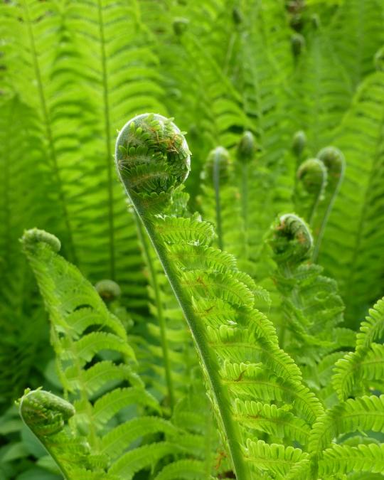 Ferns