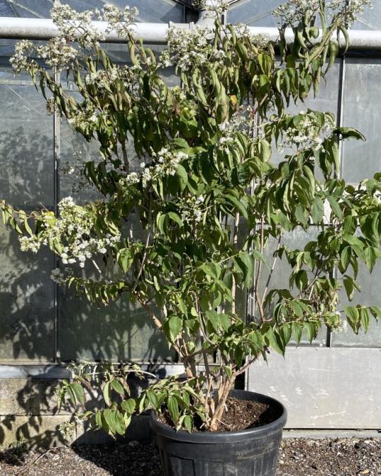 Multistem