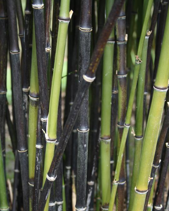 Bamboos