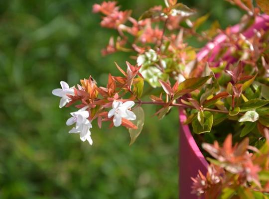 Abelia x grandiflora Francis Mason