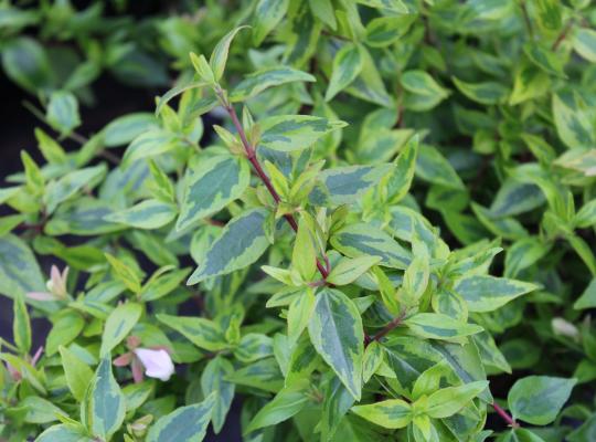 Abelia x grandiflora 'Kaleidoscope'