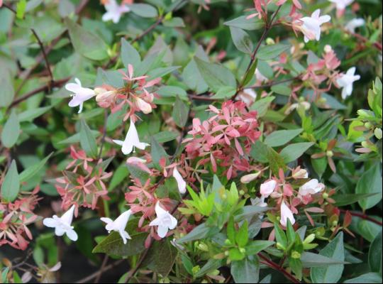 Abelia x grandiflora