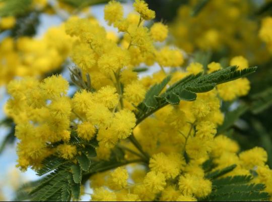 Acacia dealbata (Mimosa)