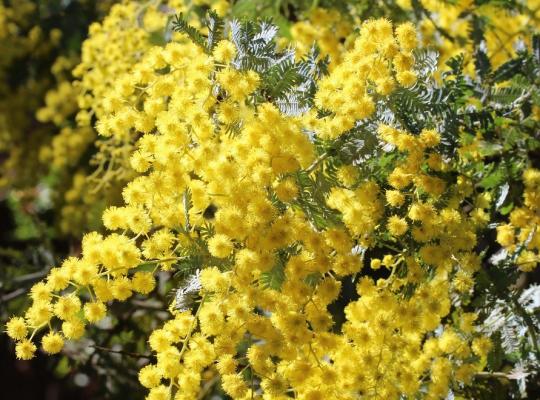 Acacia dealbata Gaulois Astier