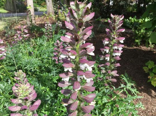 Acanthus mollis