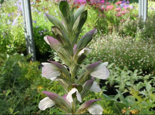 Acanthus spinosus