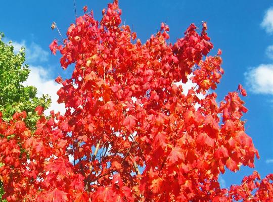 Acer rubrum October Glory