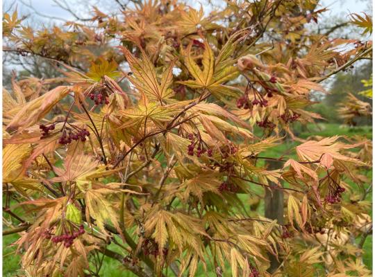 Acer palmatum Ariadne