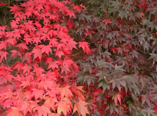 Acer palmatum Atropurpureum