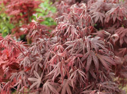 Acer pal. 'Bloodgood'