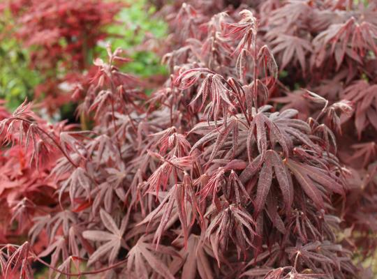 Acer palmatum Bloodgood