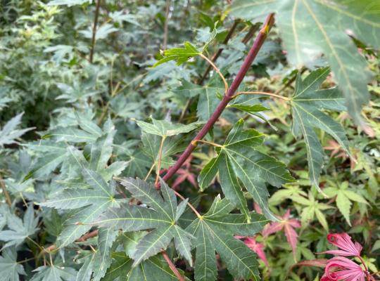 Acer palmatum Brown Sugar