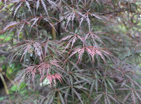 Acer pal. 'Firecracker'