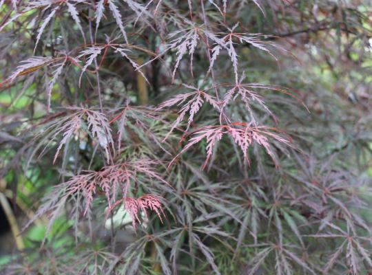 Acer palmatum dissectum 'Firecracker'