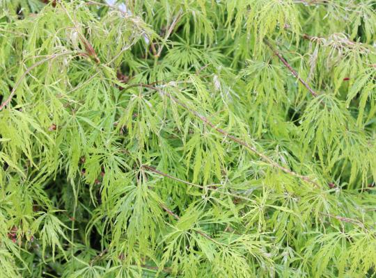 Acer palmatum Emerald Lace