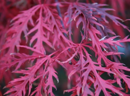 Acer palmatum Garnet