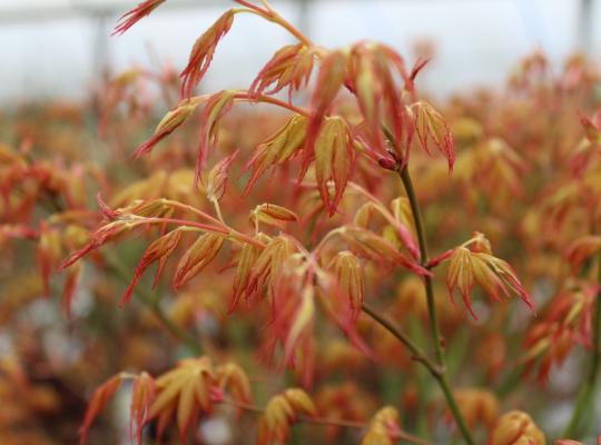 Acer palmatum Katsura