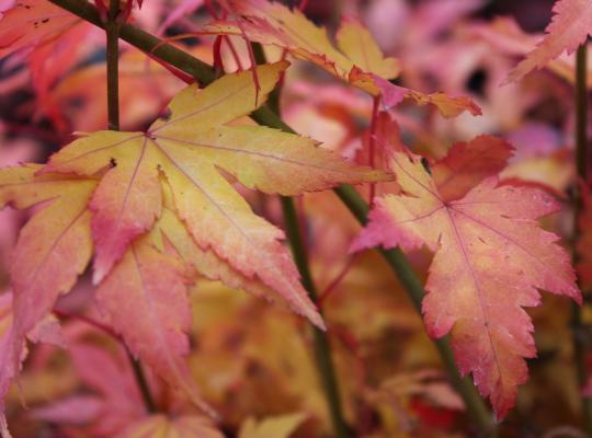 Acer palmatum Orange Dream