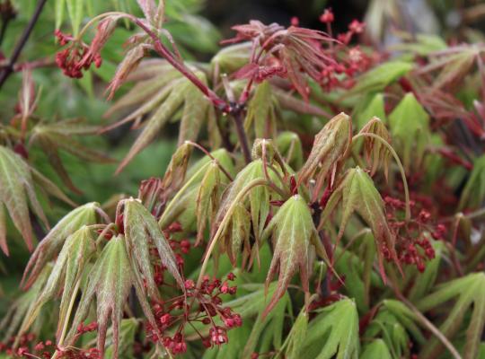 Acer pal. 'Osakazuki'