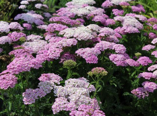 Achillea m. 'Apple Blossom'