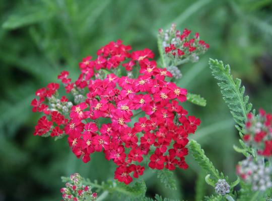 Achillea m. 'Cerise Queen'