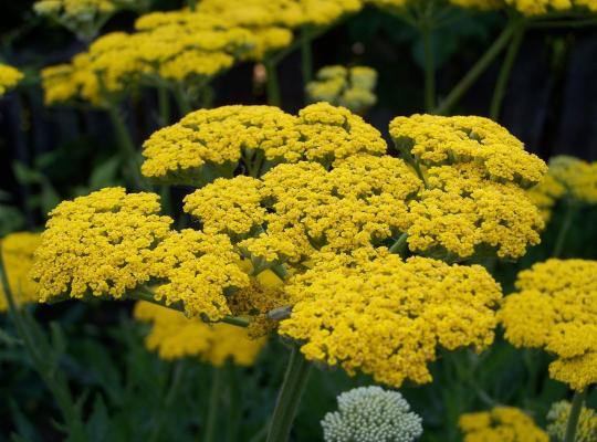 Achillea Coronation Gold