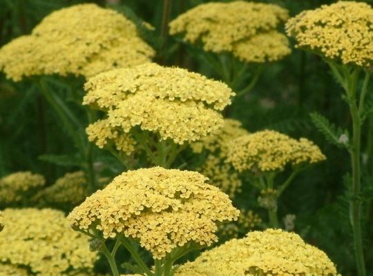 Achillea 'Credo'