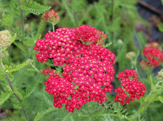 Achillea Fanal