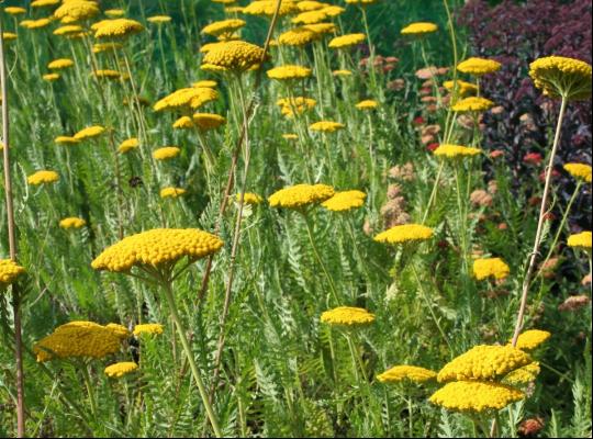 Achillea fil. 'Gold Plate'