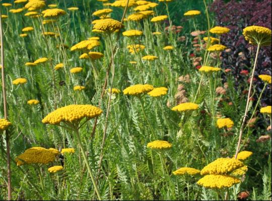 Achillea Gold Plate