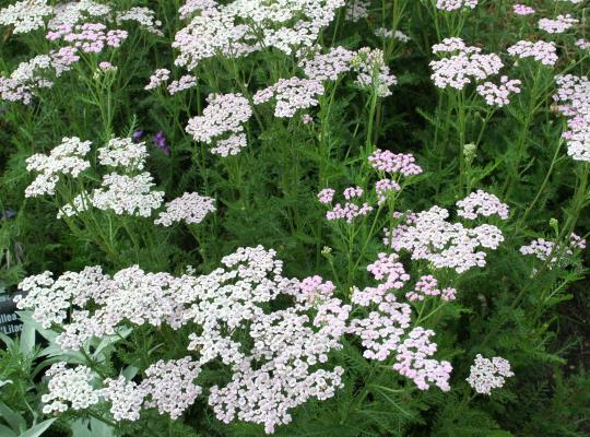 Achillea m. 'Lilac Beauty'