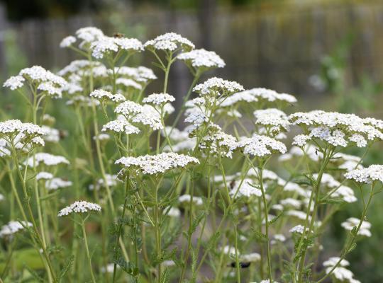 Achillea millefolium