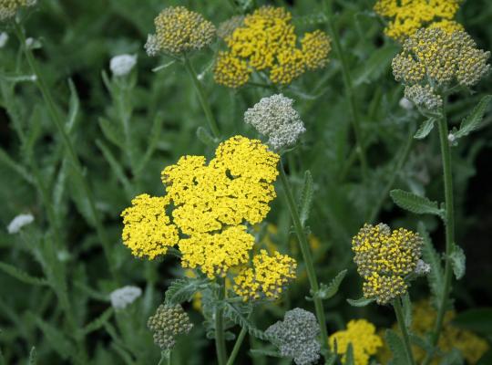 Achillea Moonshine