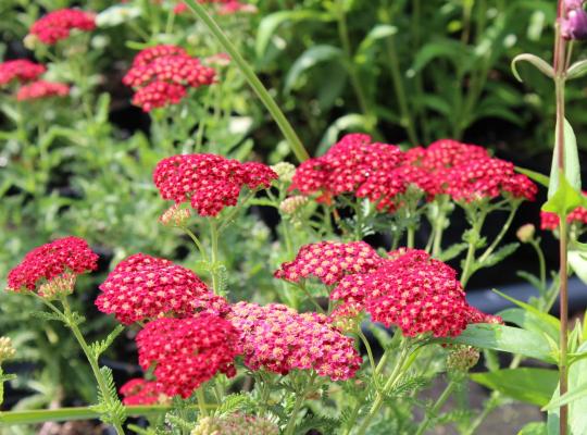 Achillea Red Velvet