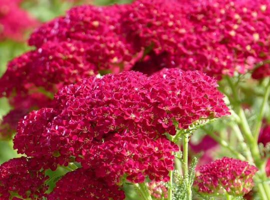 Achillea Summerwine