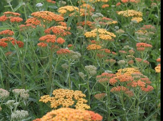 Achillea Terracotta