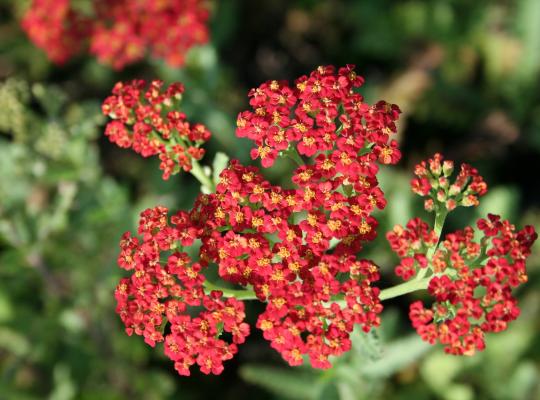 Achillea Walther Funcke