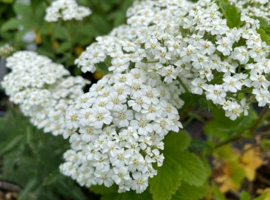 Achillea millefolium White Queen