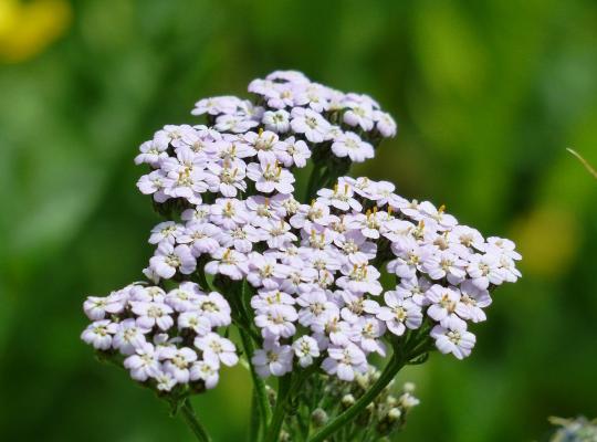 Achillea m. 'White Beauty'