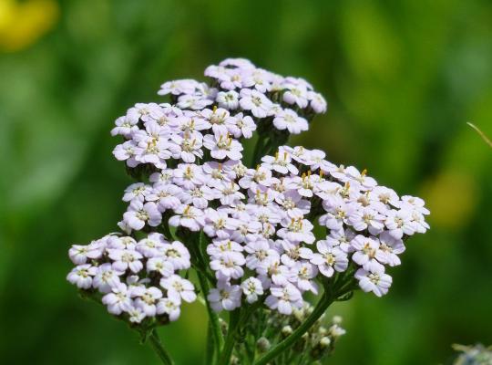 Achillea millefolium White Beauty