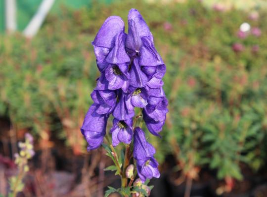 Aconitum carmichaelii Arendsii